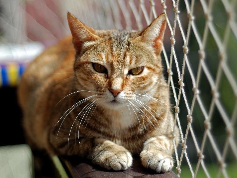 Redes de segurança para canchas em Niterói