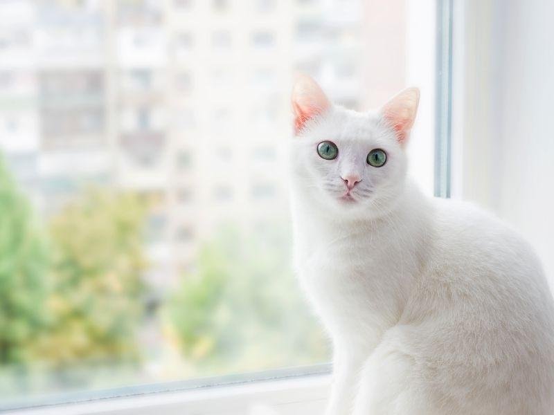 Telas de proteção residencial em Niterói