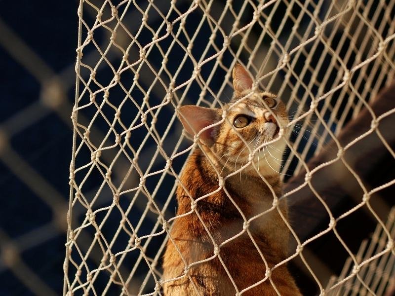 Garanta a segurança de animais com tela de proteção em Itaboraí