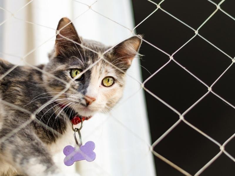 Redes de segurança para pets em Niterói