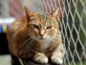 Tela musquiteira em Niterói