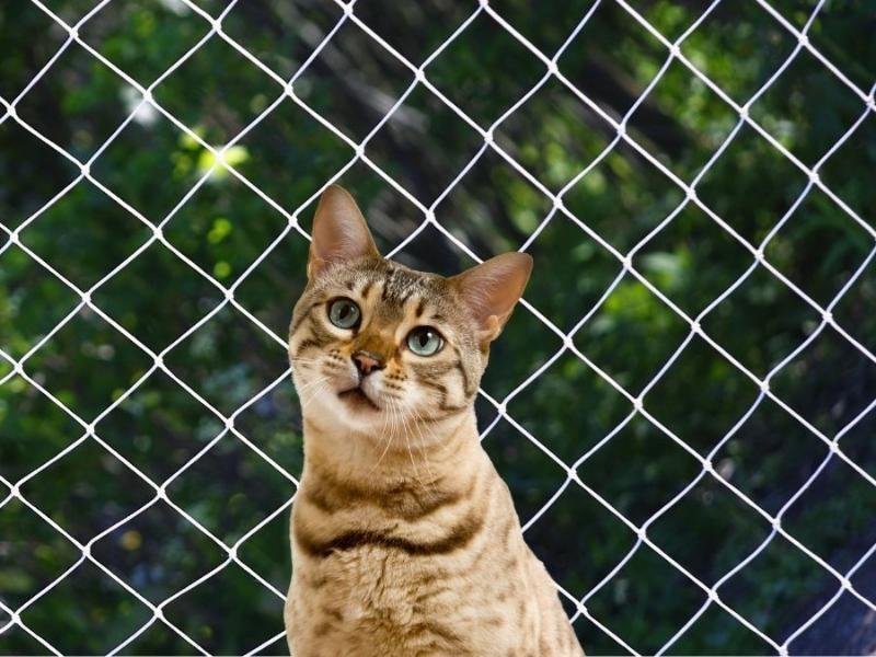 Redes de segurança para escolas em Niterói